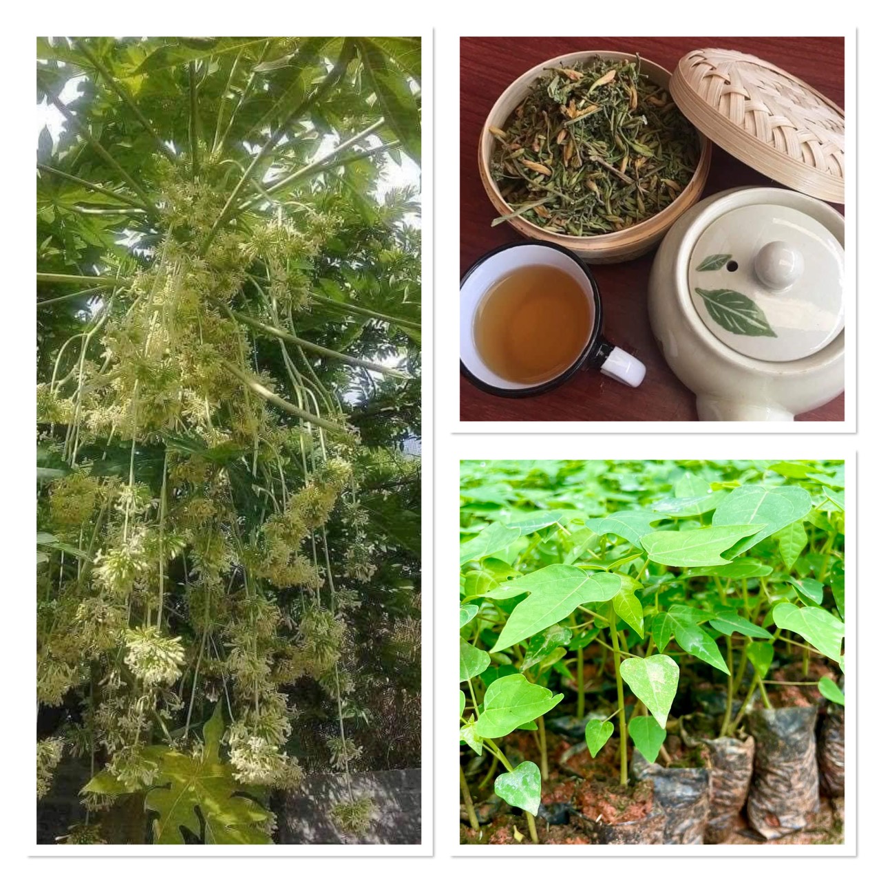 Cây đu đủ đực giống siêu hoa - cây dược liệu giá trị kinh tế cao