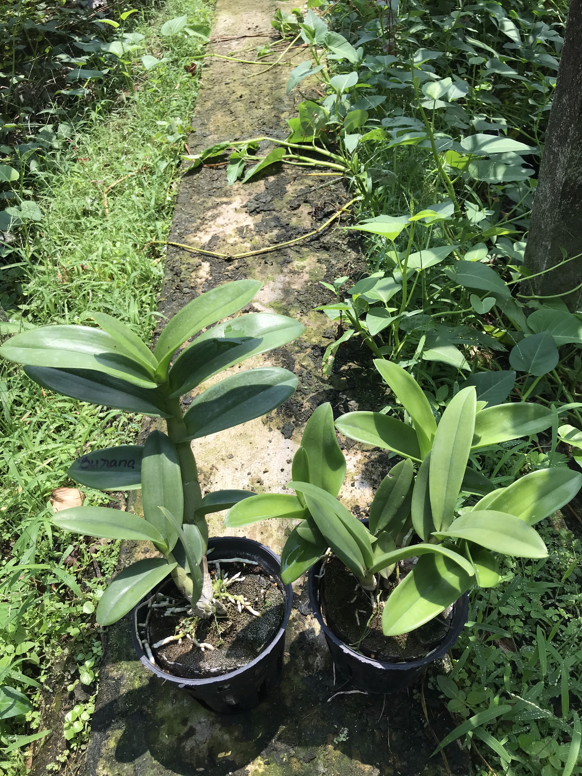 Combo 4 cây Denro nắng thơm