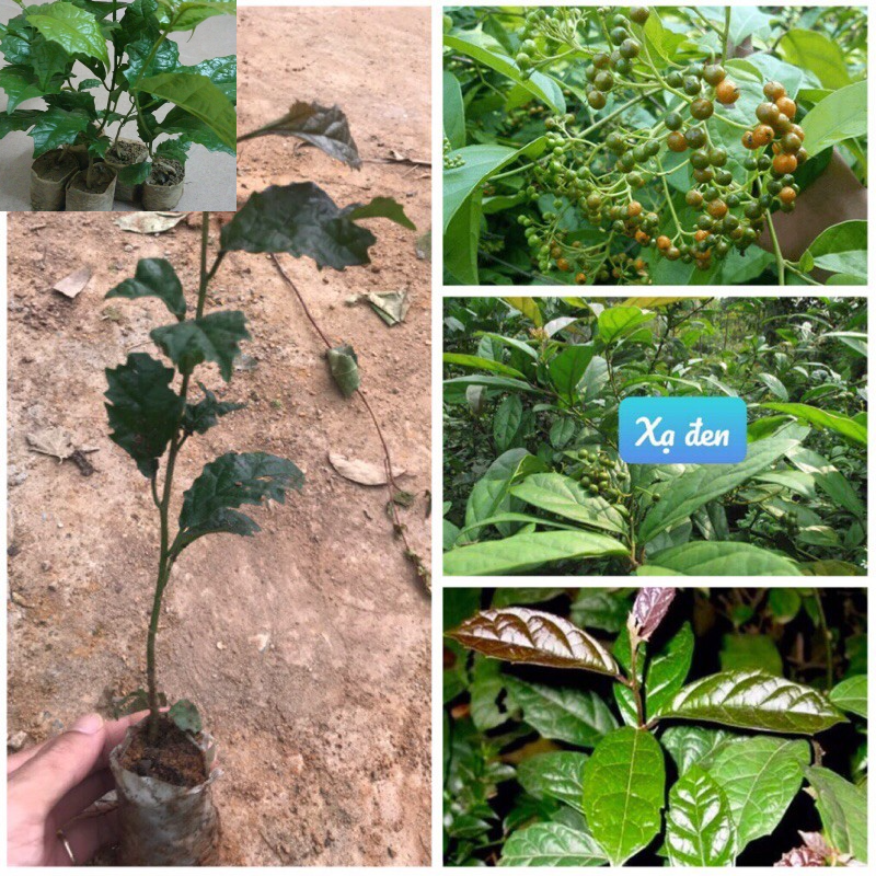 Combo 5 Cây xạ đen