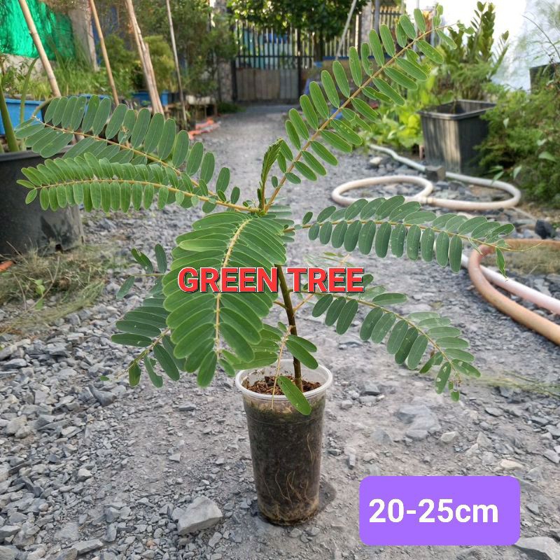 Cây giống so đũa bông trắng