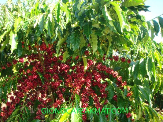 CÂY GIỐNG CÀ PHÊ TR9 ( CÂY GHÉP CHO TRÁI SỚM,siêu trái ).