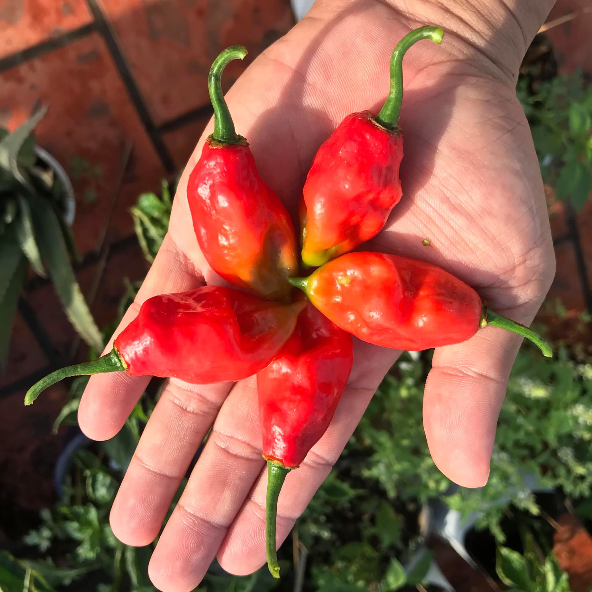 Hạt ớt giống - Bhut Jolokia Red (Ghost Red) (5 hạt)