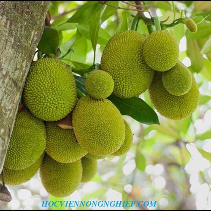 Hương Mít bột - P91119M - TP