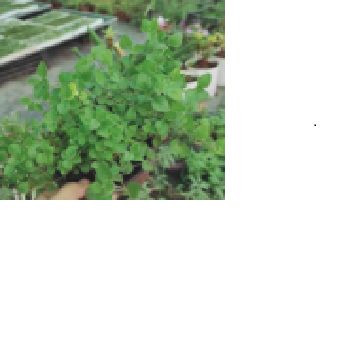 oregano (kinh giới dại)