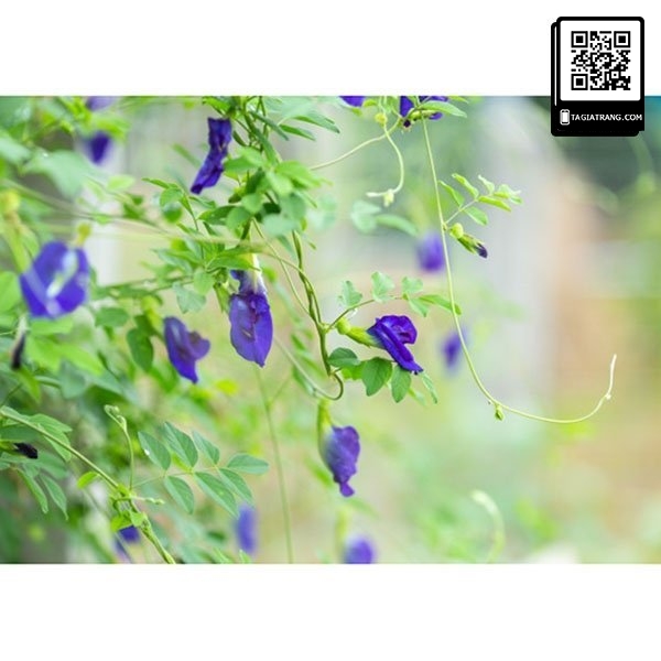 Hạt giống hoa đậu biếc đơn