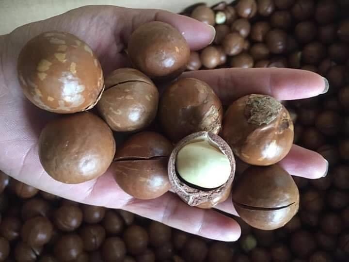 [HCM]500gr Nhân macca Đăk Lăk sấy chín