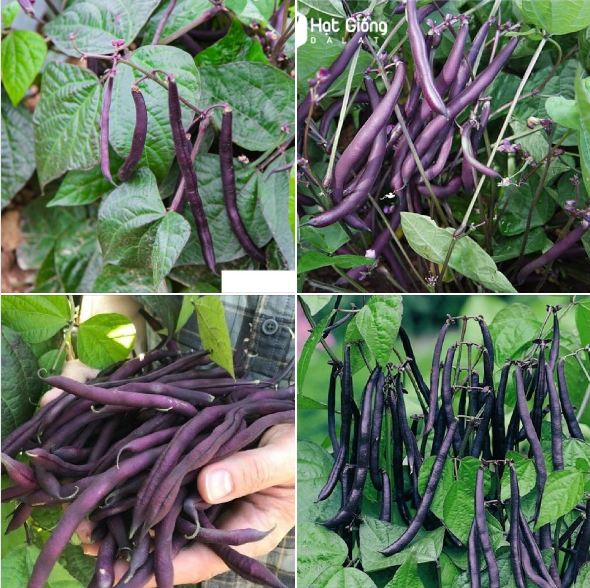 Hạt giống đậu cove tím F1 - 1 gói 5gram