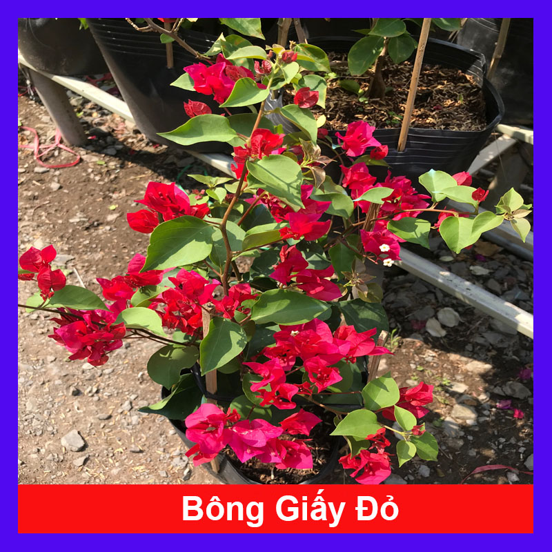 Cây bông giấy đỏ - Cây cảnh sân vườn