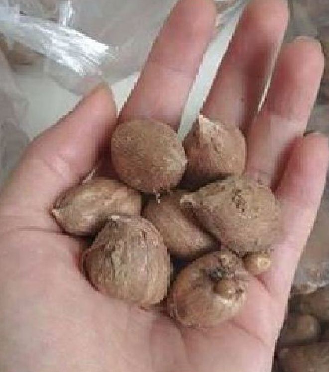Củ hoa lan nam phi hoa màu hồng - 1 củ