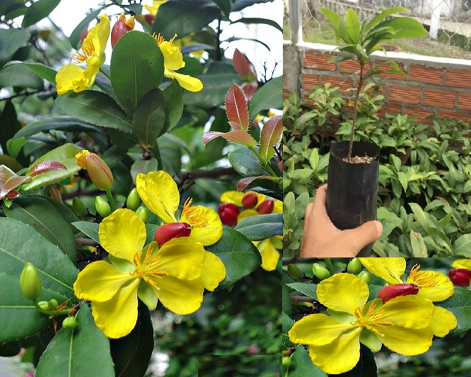 CÂY MAI TỨ QUÝ - HOA CỰC ĐẸP - HÀNG CÂY GIỐNG GỬI ĐI NGUYÊN BẦU