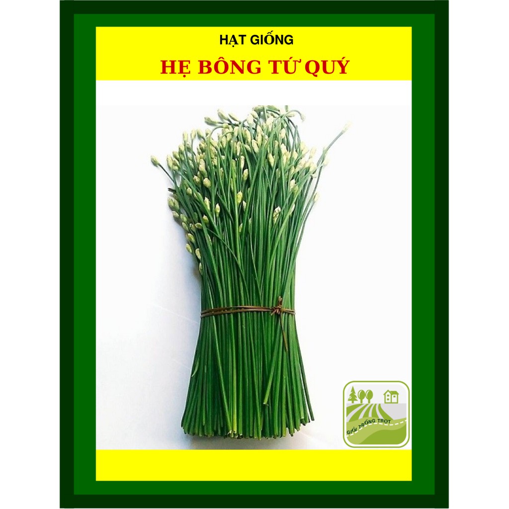 600H - Hạt Giống Hẹ bông Tứ Quý