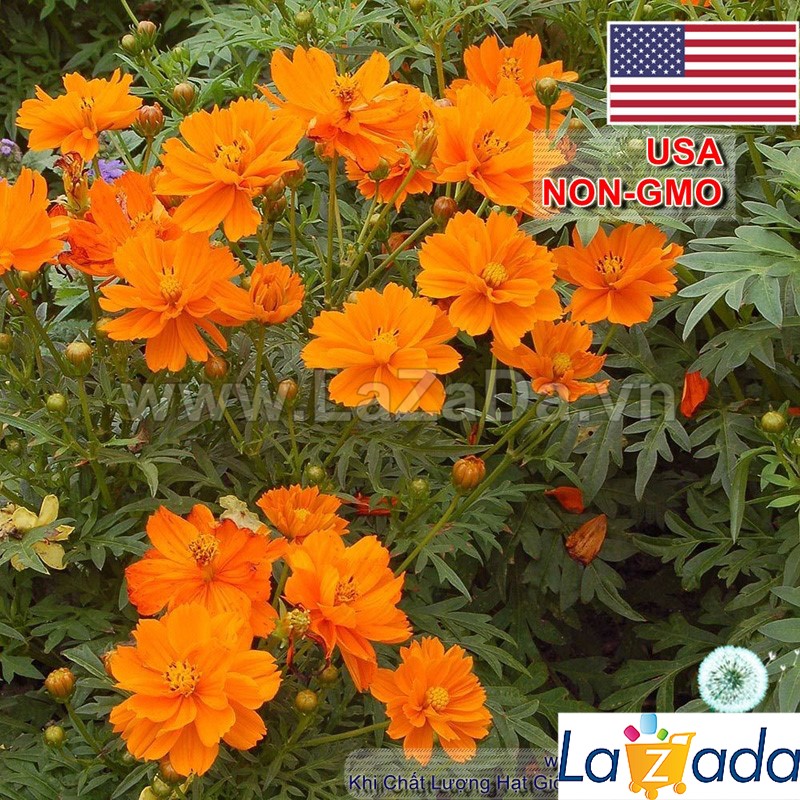 50h Hạt Giống Hoa Cúc Sao Nháy Kép Cam (C1.101| -KD: B11*V31*M164)