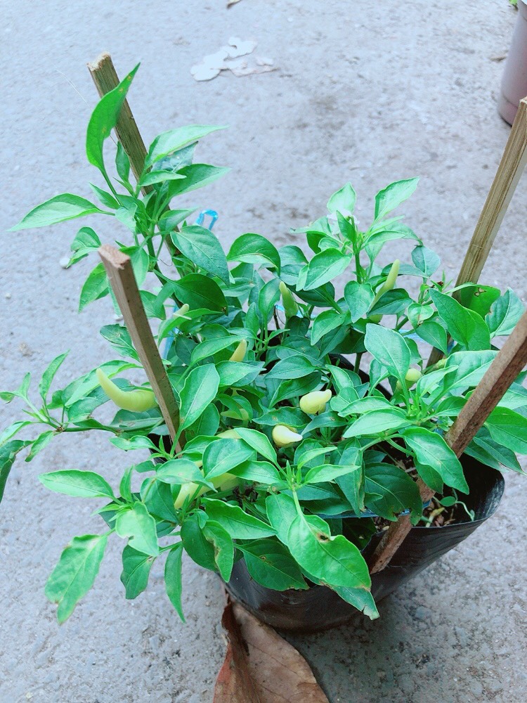 Bụi Ớt Sừng Trâu