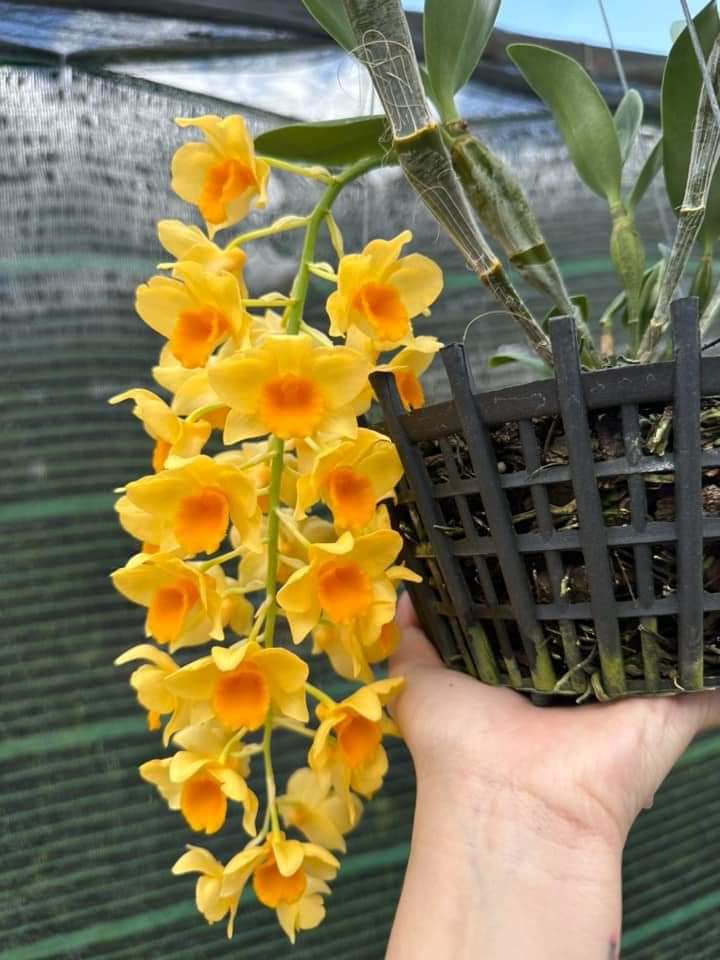 Hoa lan Kiều mỡ gà hoa thơm, cây giống nhỏ (hoa lan thủy tiên vàng)