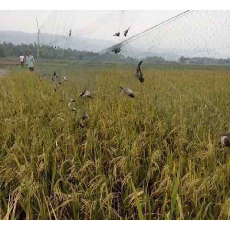 lưới bẫy chim tàng hình thái lan 30m