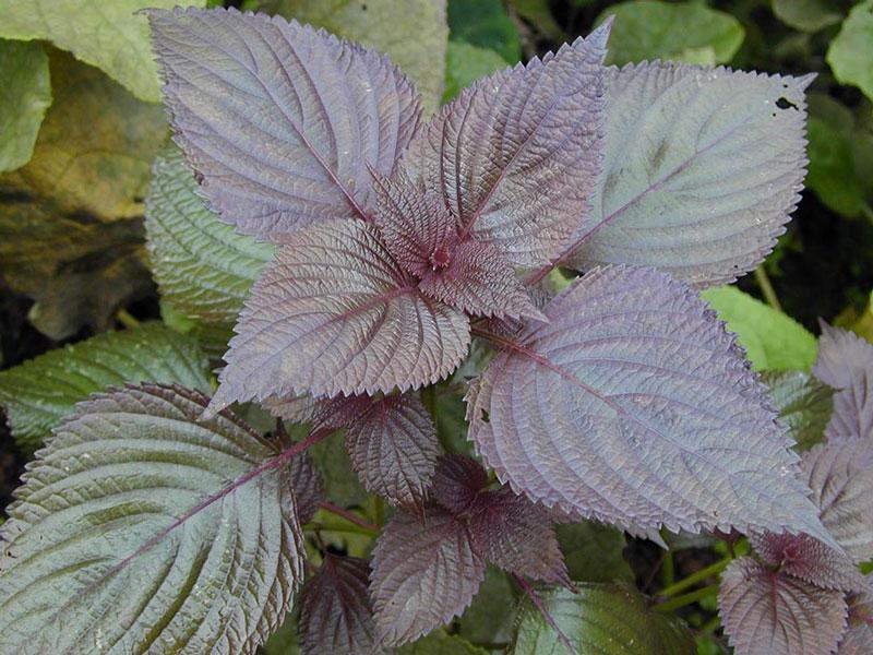 Hạt giống tía tô Trang Nông gói 1g