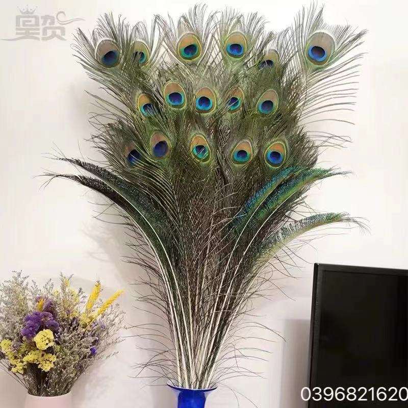 Lông công cắm bình.