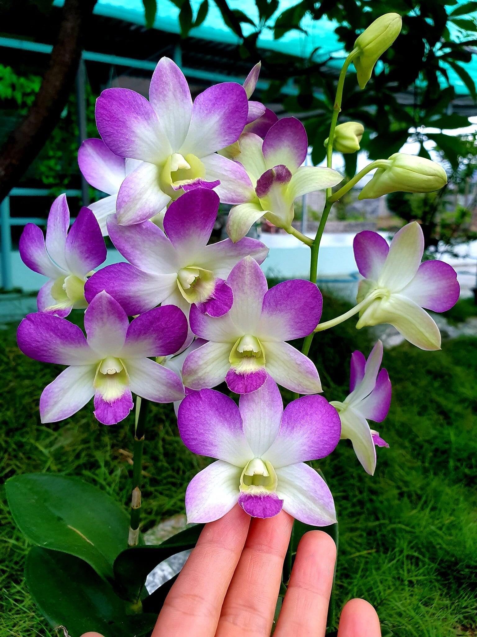 Hoa lan lavender