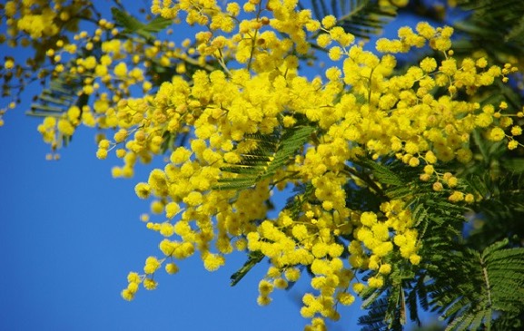Cây mimosa giống cao 40 cm (ảnh thật số 2)