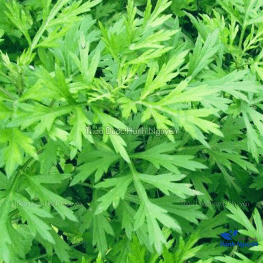 Ngải cứu khô 1kg, lá ngải cứu, không lẫn cành, xông giải cảm, giảm đau xương khớp, điều hoà khí huyết