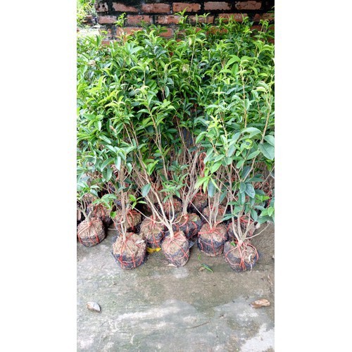cây hoa mộc hương cao 1m (cam kết nảy mần, tỉ lệ sống 100%)