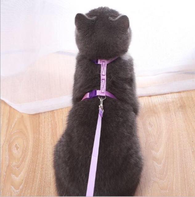 Dây dắt kèm đai cho mèo