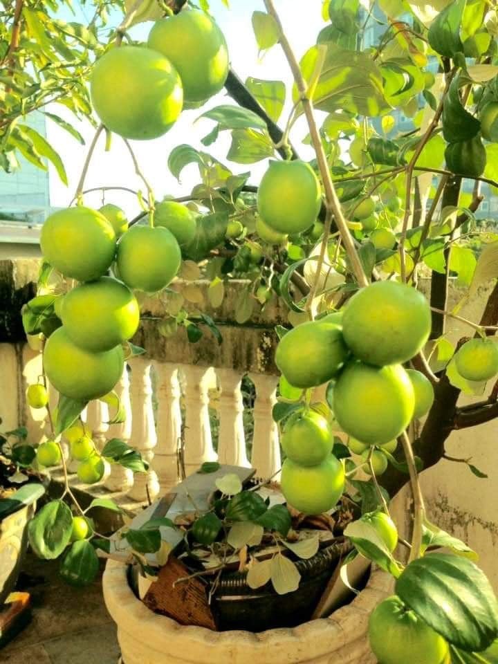 Cây táo thái trồng chậu