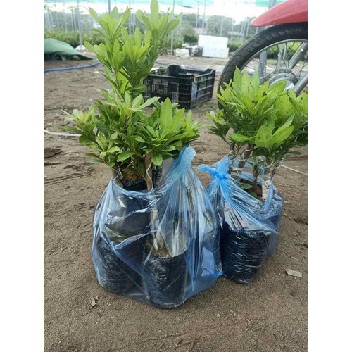 (Cây Ăn Qủa) Thanh Mai +Tặng (1000g) phân thỏ hữu cơ