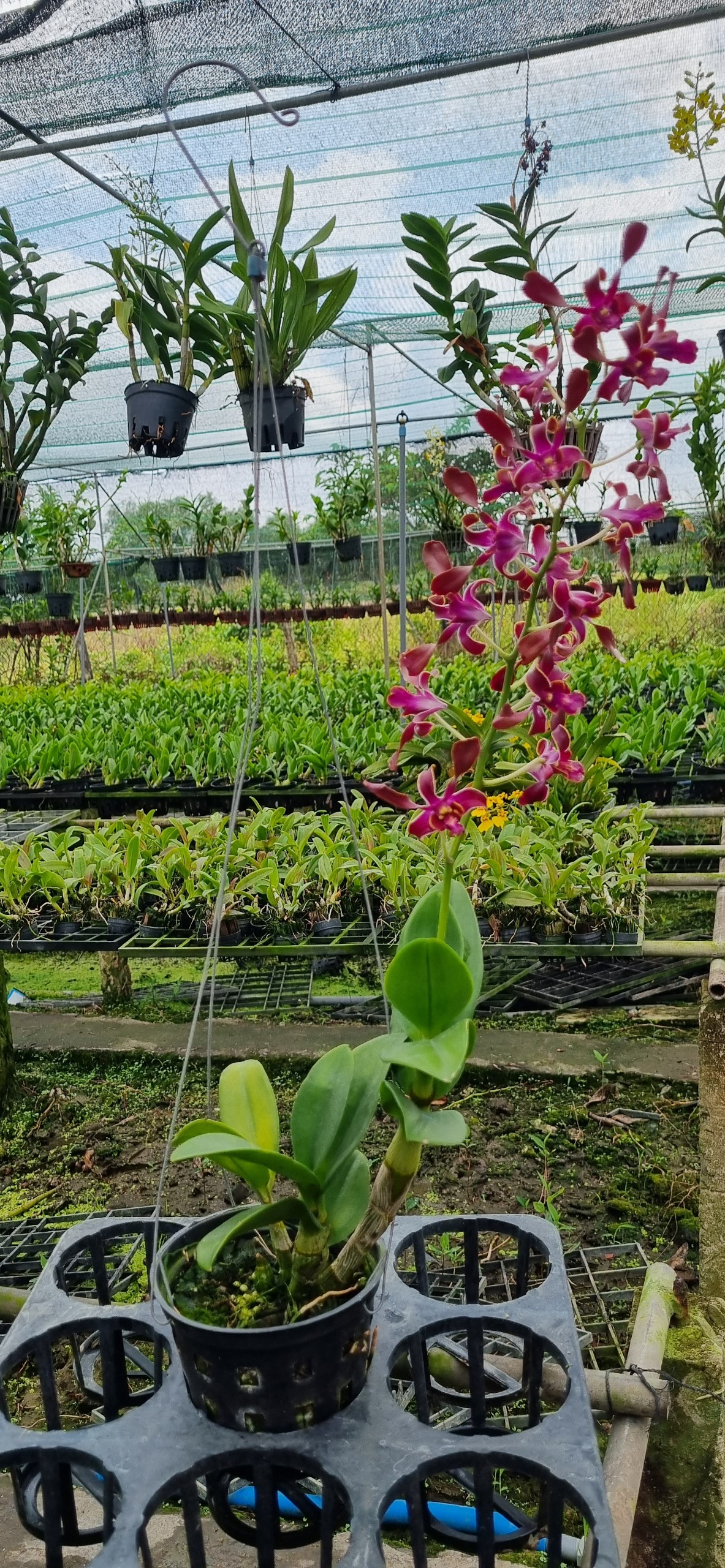 HOA LAN DENRO SING RỒNG ĐỎ