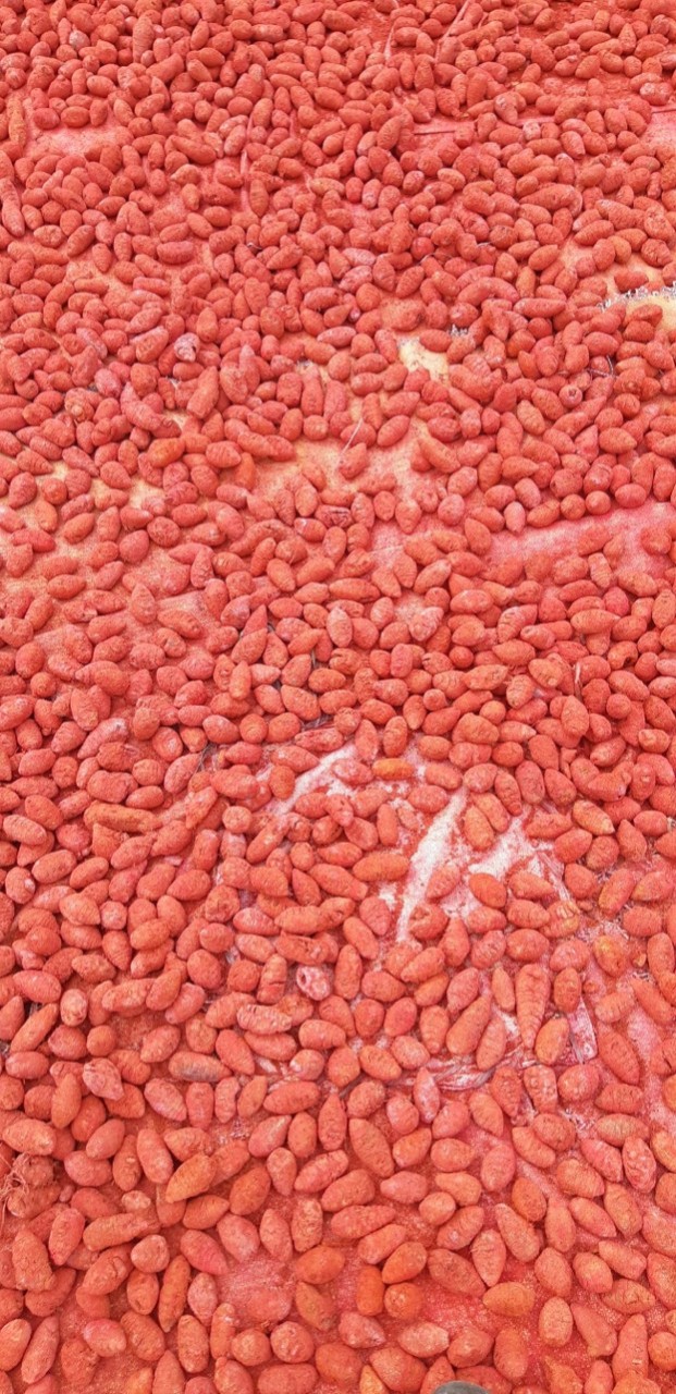 NGHỆ ĐỎ CHO GÀ ĐÁ (NGHỆ XÀ CỪ chưa mài) 1KG.