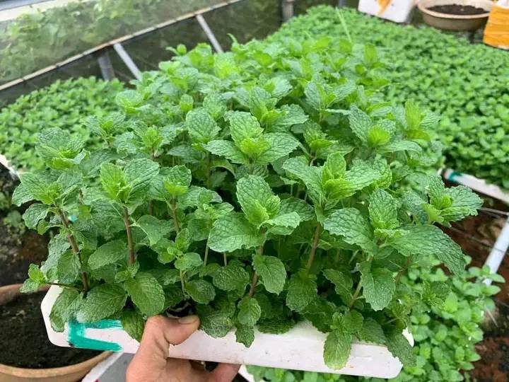 Hạt giống húng bạc hà, húng chó PD130