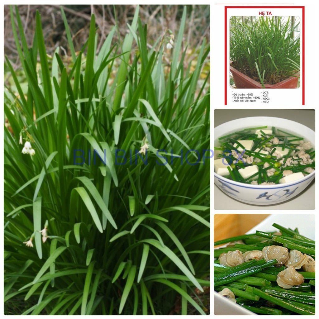 Hạt giống rau gia vị Hẹ Ta - 2gram/gói ( 1 gói gần 600 hạt )