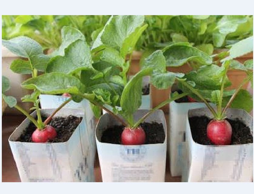 Tiny Red Radish Seeds - 5Gram Pack