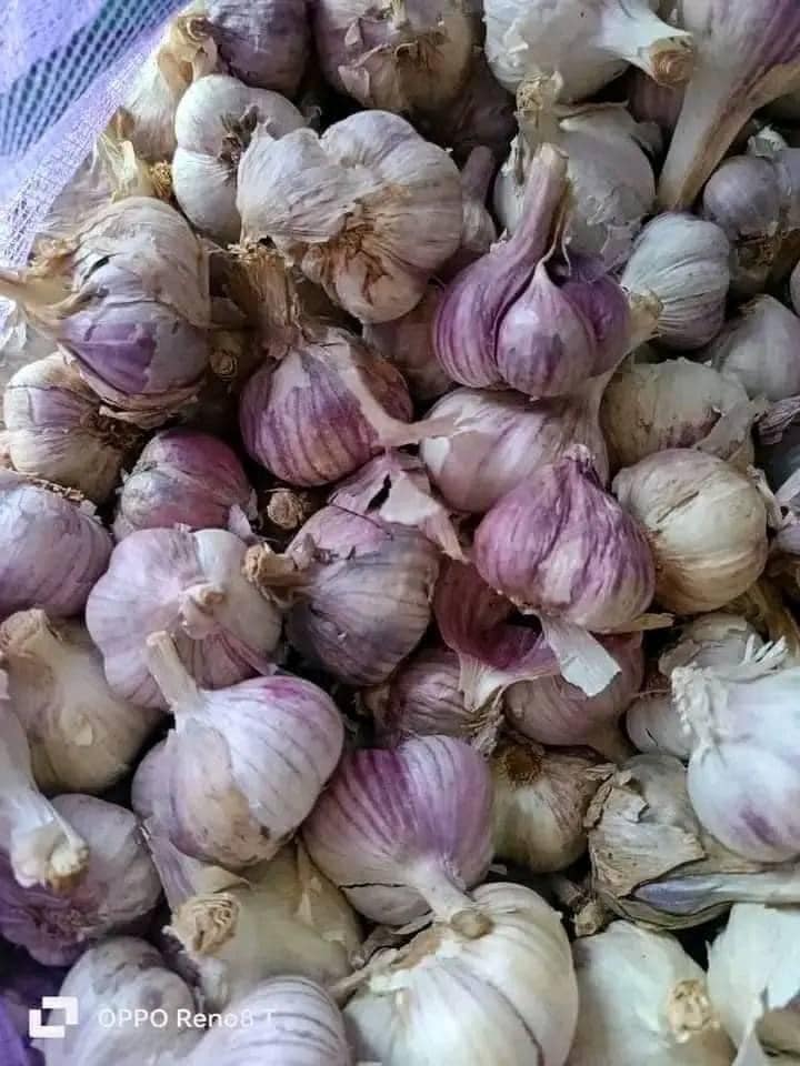 tỏi tím đà lạt củ to thơm ngon