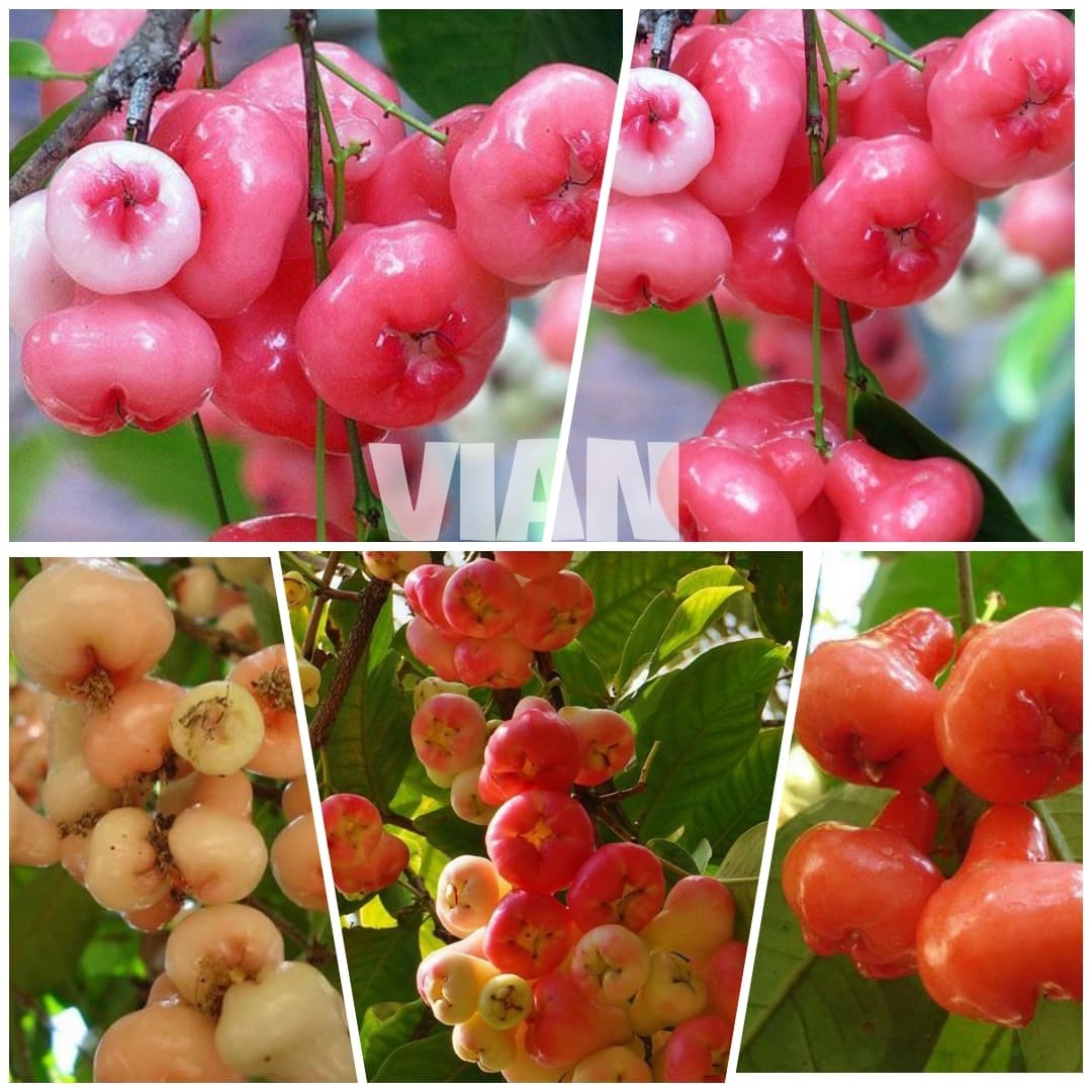 cây mận hoàng yến