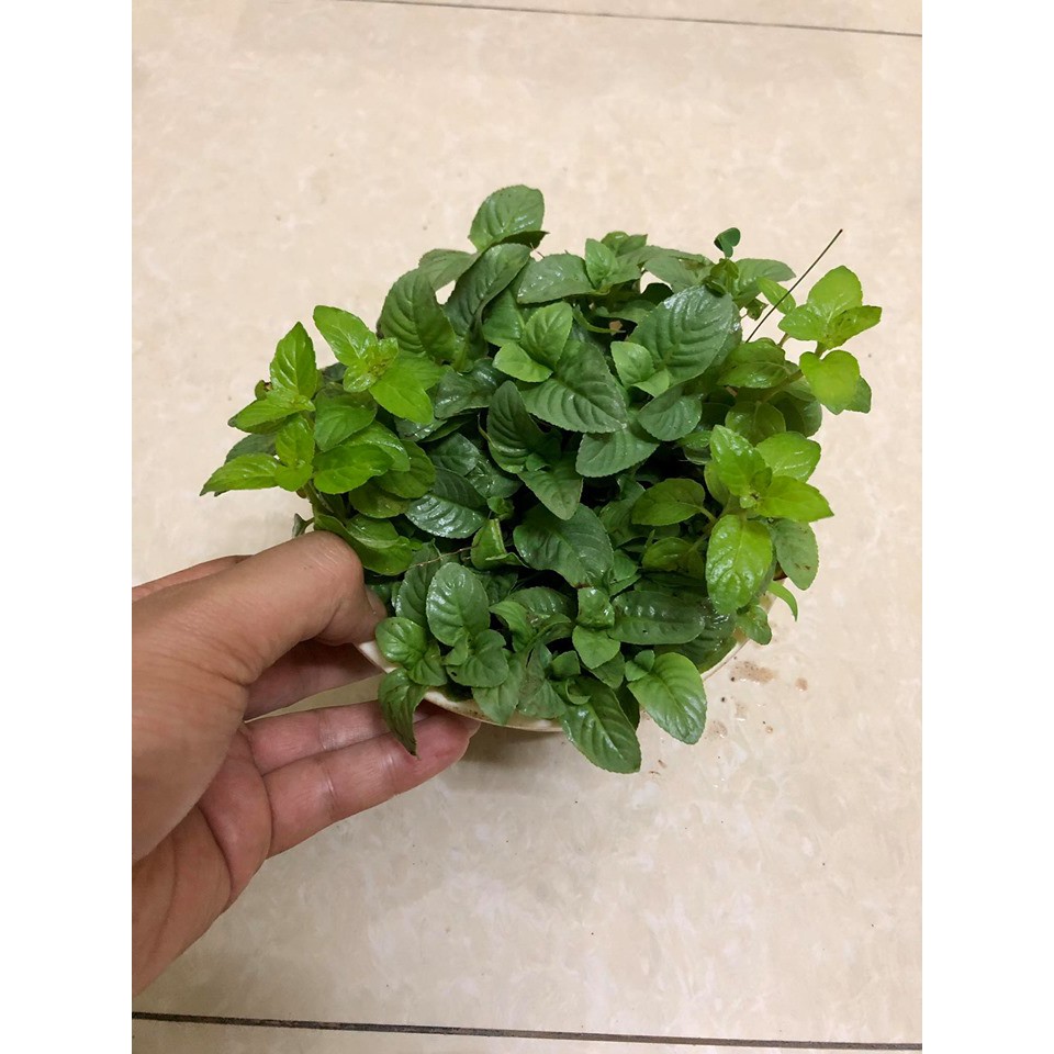 Cây Quế Vị – Thơm Mùi Xá Xị [Cây gia vị]