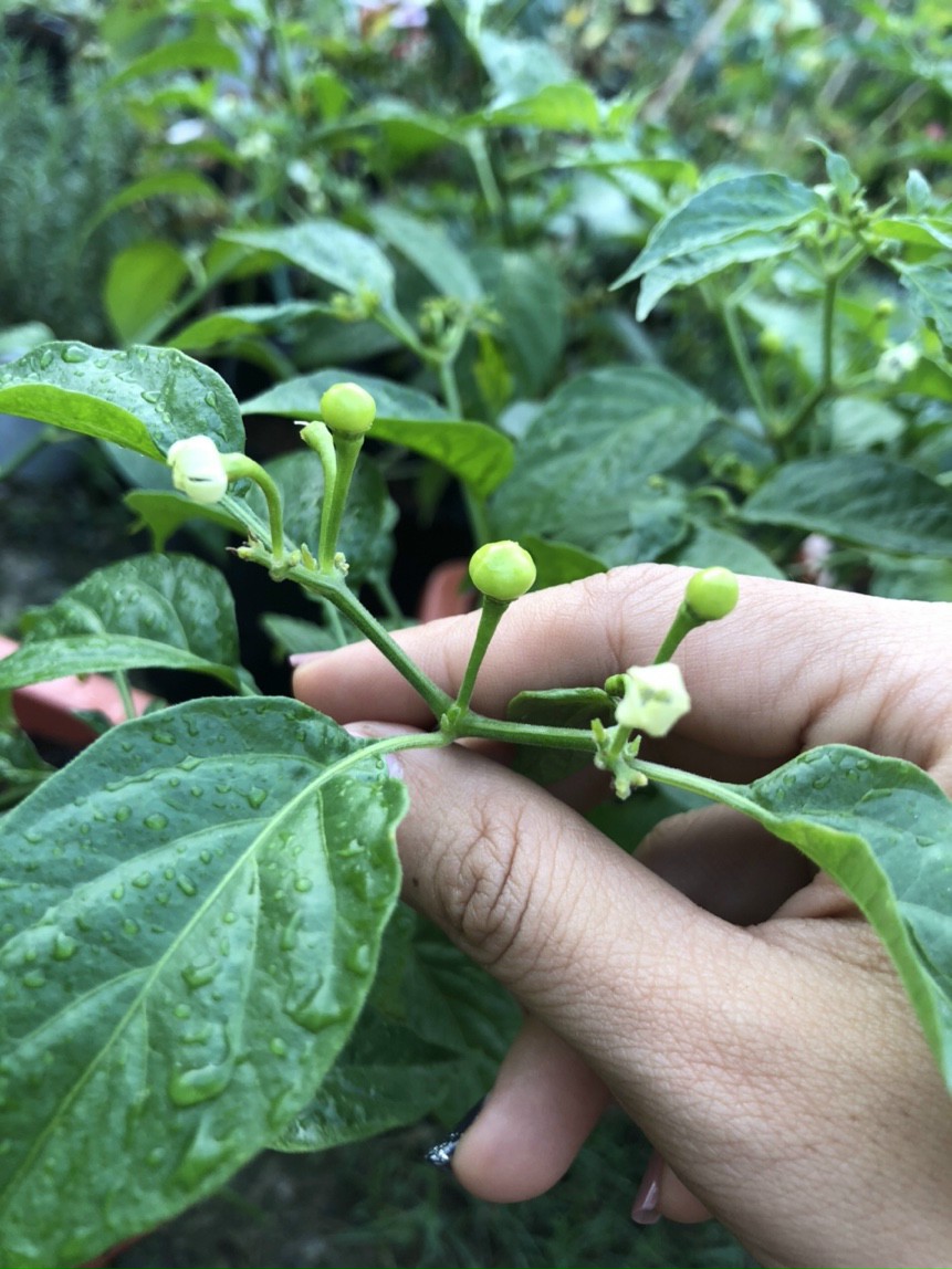 Chậu cây giống ớt Peru Aji Charapita