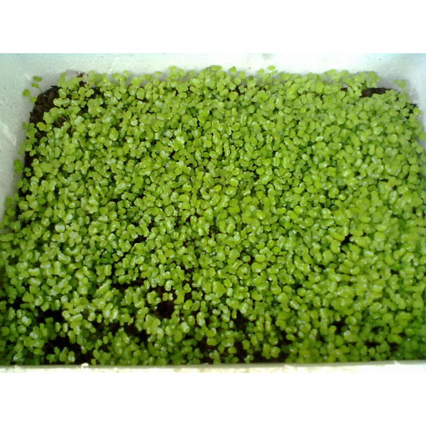 Hạt Giống Cải Bẹ Xanh Mỡ (20Gr)