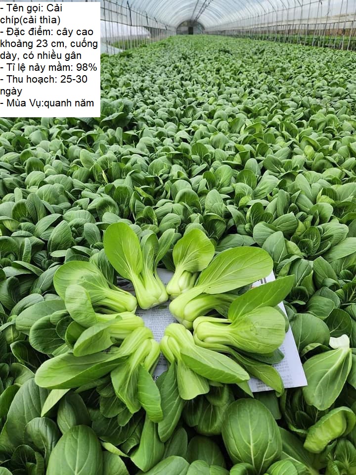 Gói 20gram hạt giống rau cải chíp -stt0012