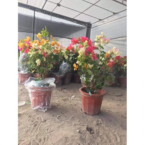CÂY HOA GIẤY NGŨ SẮC