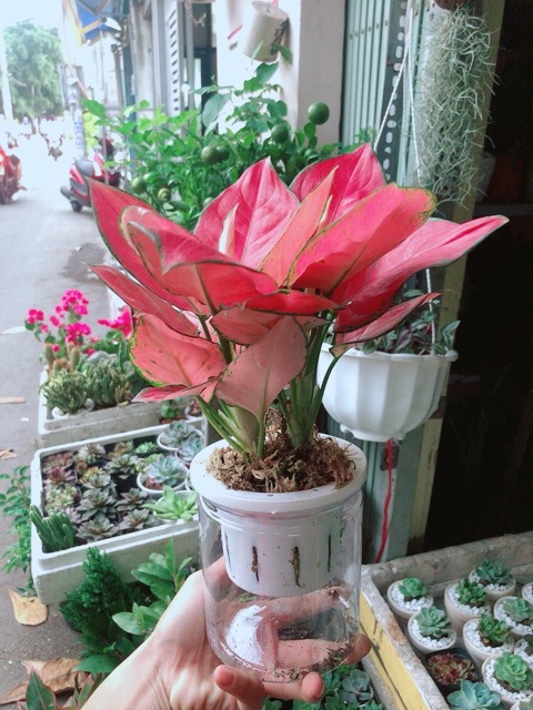 [HCM]Chậu Cây Vạn Lộc Hồng Thuỷ Sinh