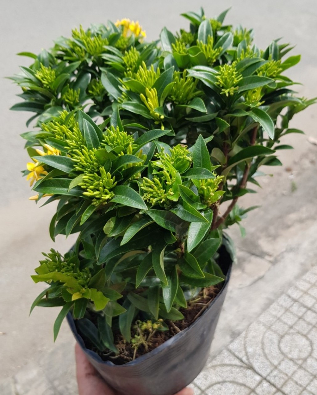 Cây Bông Trang Vàng Siêu Nụ ( Bông Mẫu Đơn) Cao 30-60cm
