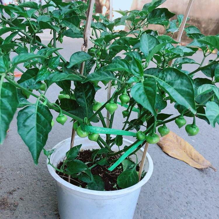 Chậu Ớt Kiểng Trái Tim Hàng Đẹp