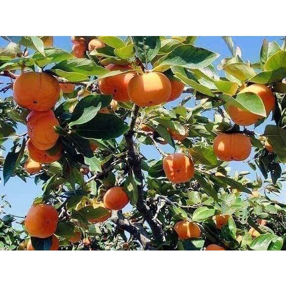 cây giống hồng giòn nhật bản (cây ghép chuẩn giống F1)