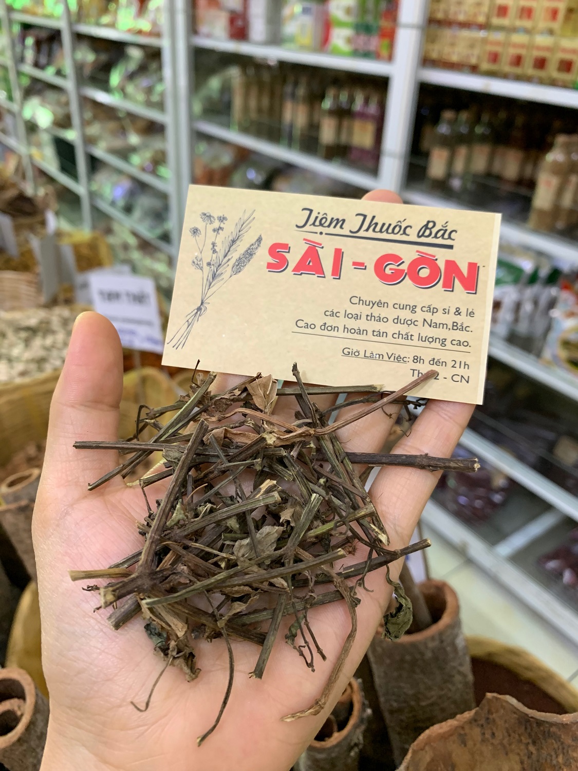 Cây râu mèo 500gram