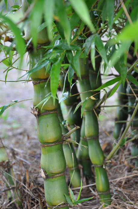CÂY TRÚC ĐÙI GÀ-CÂY TRE ỐNG ĐIẾU