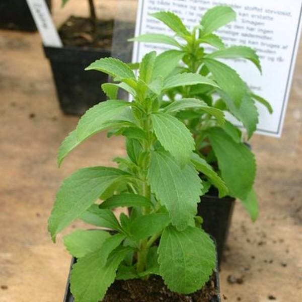 stevia seeds - High Quality Seeds