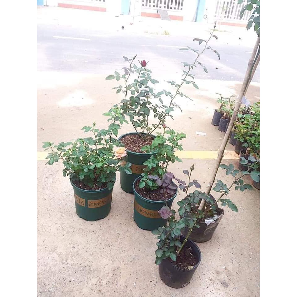CHẬU NHỰA TRỒNG CÂY MONROVIA ĐỦ SIZE