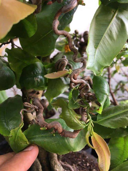 Mai Quắn chuẩn giống, gốc khoẻ, ổn định