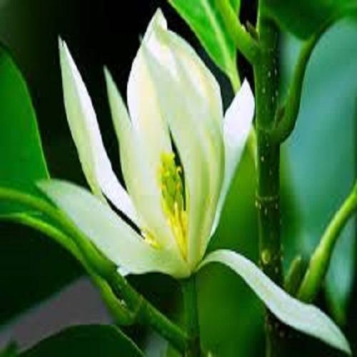 CÂY  HOA NGỌC LAN TRẮNG, HOA THƠM